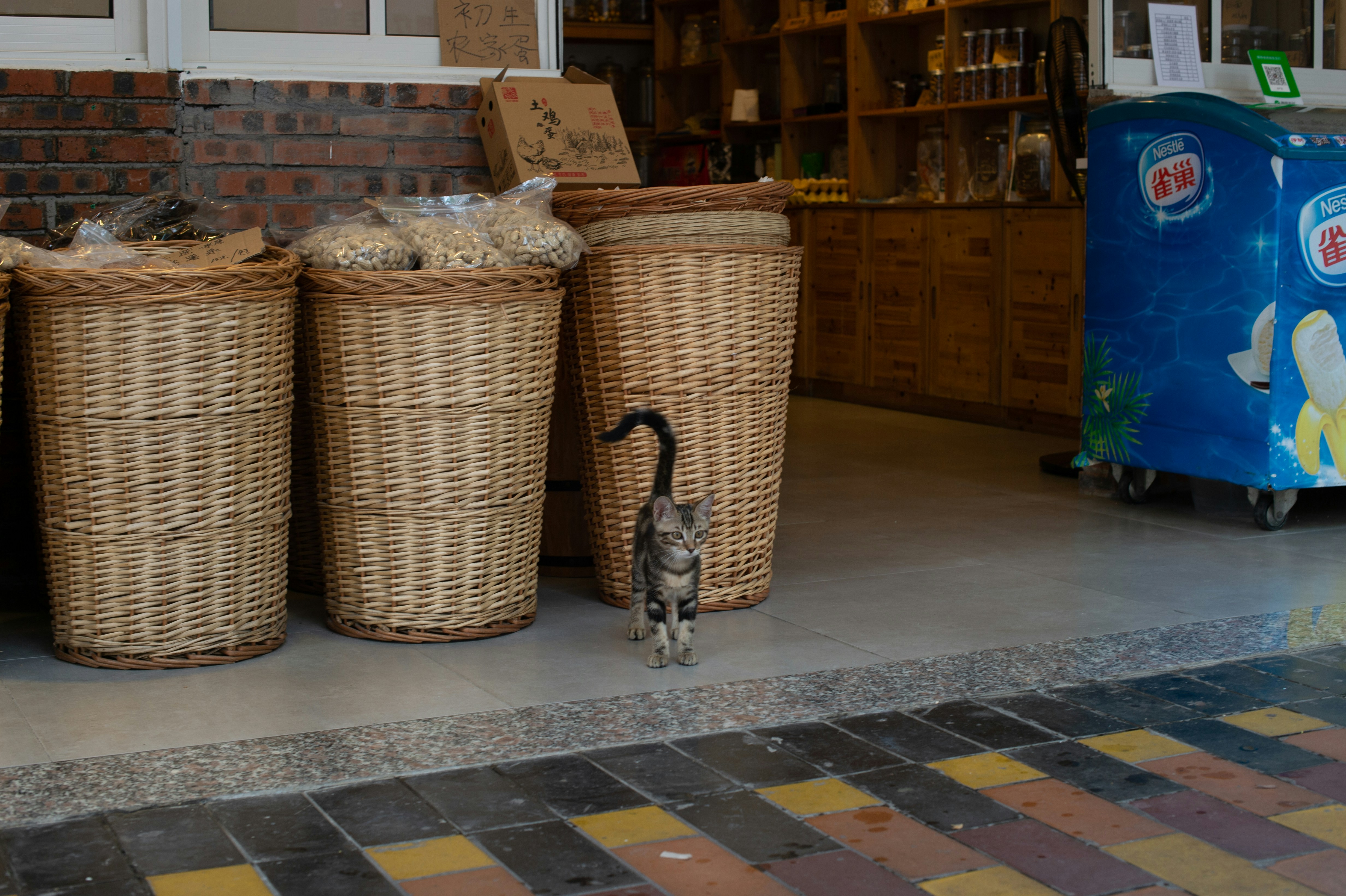 Real bodega cat from NYC